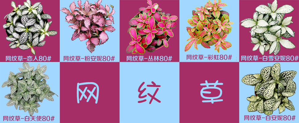 <b>本周推荐|网纹草</b>