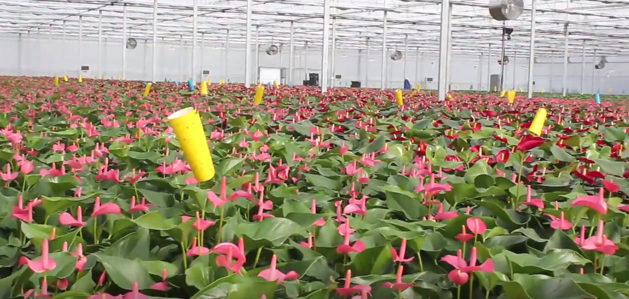 仙鹤花卉