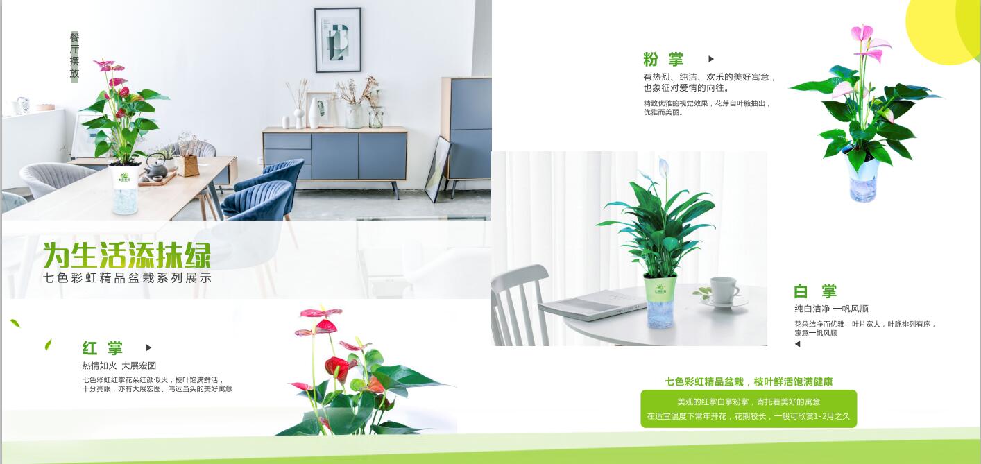 七色彩虹（和平县德福农业有限公司）