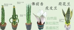 吉宏园艺商品推荐之虎皮兰
