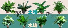 吉宏今日推荐‖观叶盆栽