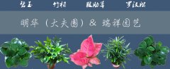 吉宏今日推荐‖明华&瑞祥园艺