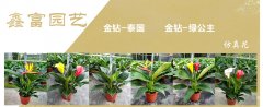 吉宏今日推荐‖鑫富金钻