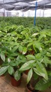 广州水培花王园艺公司简介