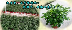 常绿灌木九里香，热销中~