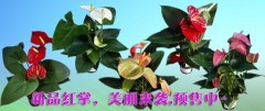 新品红掌预售中！！！