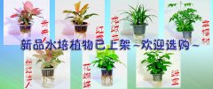 新品水培植物已上架，欢迎选购！