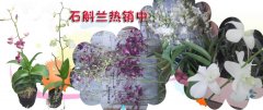 石斛兰热销中