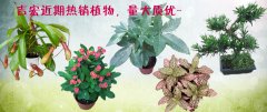 吉宏近期热销商品！！！