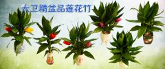 大卫精品莲花竹上架热销！