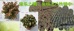 雅乐之舞、金枝玉叶上架热销中~