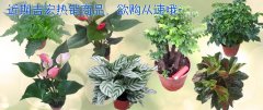吉宏平台近期热销商品，欲购从速~