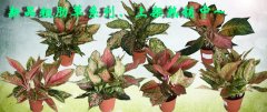 新品粗肋草上架热销中~
