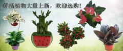 鲜活植物大量上新，欢迎选购！