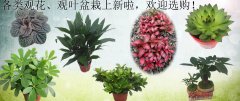 各类观花、观叶盆栽上新啦，欢迎选购！