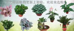 吉宏鲜活植物更新上架啦，欢迎来选购！
