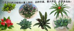 吉宏平台鲜活植物大量上架啦，品种丰富，量大质优，欢迎来选购！