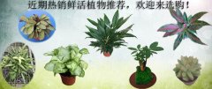 近期热销鲜活植物推荐，欢迎来选购！