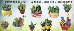 朝晖新品多肉上架了，品种丰富，款式多多，欢迎来选购！