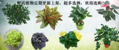 鲜活植物定期更新上架，超多选择，欢迎选购！