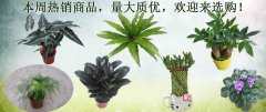本周热销商品，量大质优，欢迎来选购！