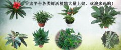 吉宏平台各类鲜活大量上架，欢迎来选购！