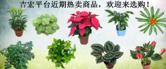 吉宏平台近期热卖商品，欢迎来选购！