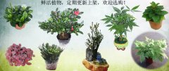 鲜活植物，定期更新上架，欢迎选购！