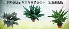锦绣园艺白掌系列热销中，欢迎来选购！