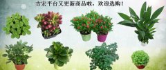 吉宏平台又更新商品啦，欢迎选购！