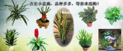 吉宏小盆栽，品种多多，等你来选购！