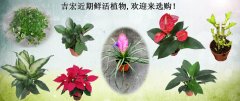 吉宏近期鲜活植物，欢迎来选购！