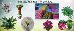 吉宏近期商品推荐，欢迎来选购！