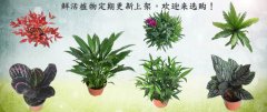 鲜活植物定期更新上架，欢迎来选购！