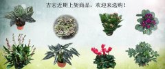 吉宏近期上架商品，欢迎来选购！