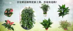 吉宏鲜活植物更新上架，欢迎来选购！