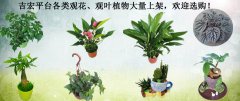 吉宏平台各类观花、观叶植物大量上架，欢迎选购！