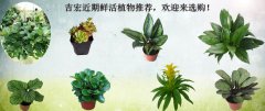 吉宏近期鲜活植物推荐，欢迎来选购！