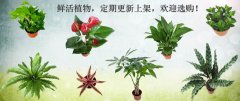 鲜活植物，定期更新上架，欢迎选购！