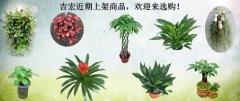 吉宏近期上架商品，欢迎来选购！