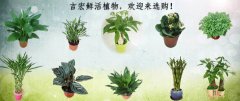 吉宏鲜活植物，欢迎来选购！