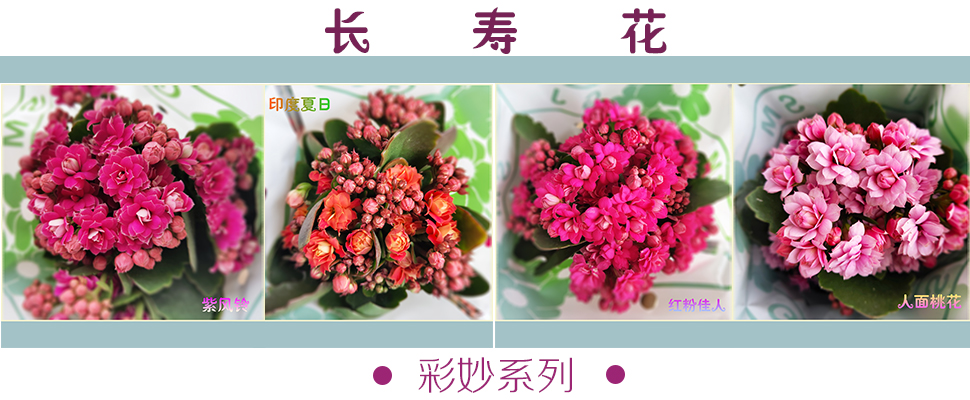 公告