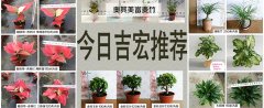 今日吉宏热销推荐