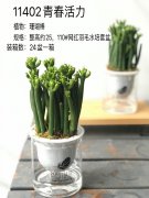 组盆-11402青春活力（光棍棒）